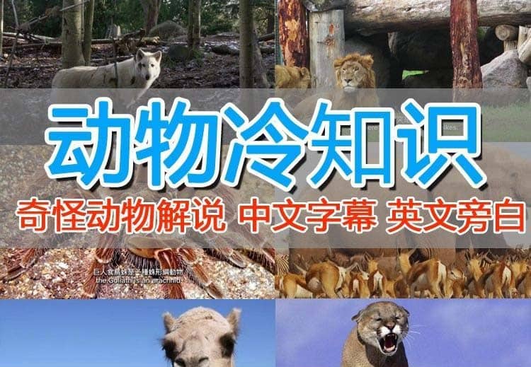 外面卖1699的国外纪录片解说（动物解说、美食、动画片）稳过中视频-金创谷